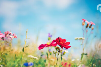 Le printemps arrive plus tôt que prévu en 2026 : démêlons les secrets de l’équinoxe